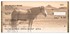 Horse Country Checks Image 2
